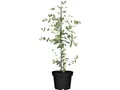 Eucalyptus cinerea 'Silver Dollar' 20–40 cm – Immergrün, Mehrjährig, Pflegeleicht – Eukalyptus – Kübelpflanze für Terrasse & Garten