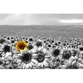 Papermoon Fototapete VLIES-Tapete Premium "Sonnenblumenfeld", Kleister KOSTENLOS, reduziert, 3D-Effekt, restlos trocken abziehbar, (1214), Wandtapete Bild Dekoration Wand-Dekor Motiv Tapete Poster 4 m x 2.6 m