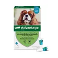 Advantage Spot-On 100 gegen Flöhe für große Hunde von 4 bis 10 kg Körpergewicht