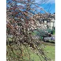 Salix Gracilistyla Mount Aso Weidenkätzchen Rosa 60–100 cm