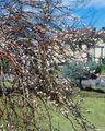 Salix gracilistyla 'Mount Aso', Weidenkätzchen, rosa, 60–100 cm