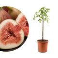Meine Orangerie - Winterharter Feigenbaum - Echte Feige - Ficus Carica - Bornholmfeige - winterharte Feige in Gärtnerqualität - Fig tree - Feigenbaum selbstbefruchtend
