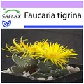 SAFLAX - Kakteen - Echter Tigerrachen - 40 Samen - Faucaria tigrina
