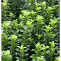 Kriechspindel Green Empire 10-15cm - Euonymus japonicus