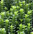 Kriechspindel Green Empire® 10-15cm - Euonymus japonicus