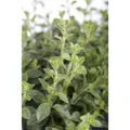 Origanum Vulgare Echter Dost Ca. 9x9 cm Topf