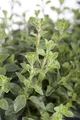 Origanum vulgare 9x9 cm Topf – Winterhart, Mehrjährig, Pflegeleicht – Oregano – Kräuterpflanze für Beet & Balkon
