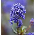 Säckelblume Blue Sapphire 40-50cm - Ceanothus impressus